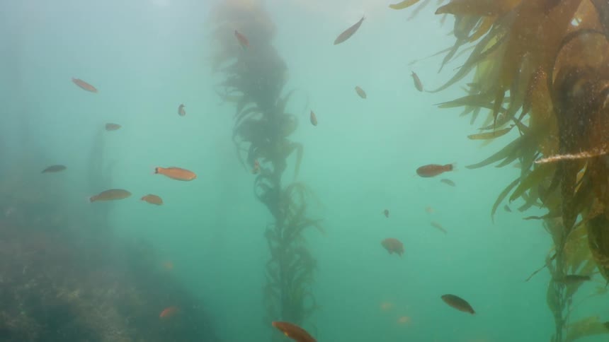 The fish are swimming together past the seaweed