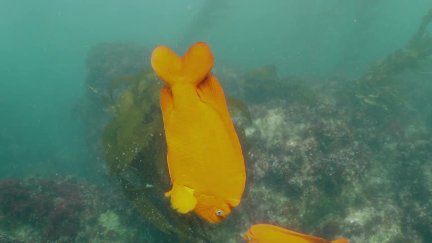 A large orange fish is swimming over the coral reef