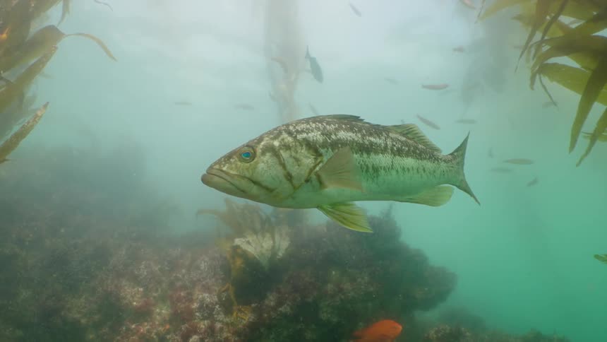 A kelp bass swims through a kelp forest underwater surrounded by other smaller fish and the swaying fronds of kelp