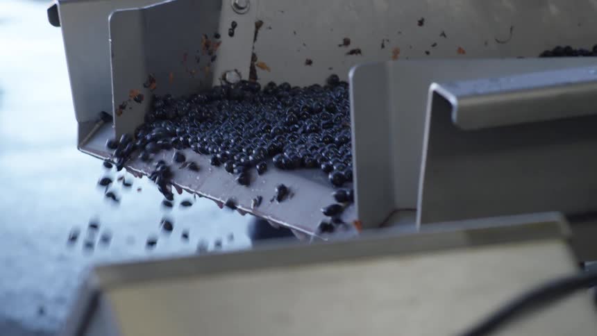 Numerous small dark berries are being processed on a metal conveyor system
