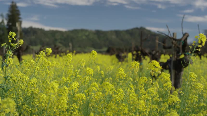 A field of vibrant yellow flowers fills the foreground leading to a blurred background of bare grapevines and a distant hillside under a partly cloudy sky