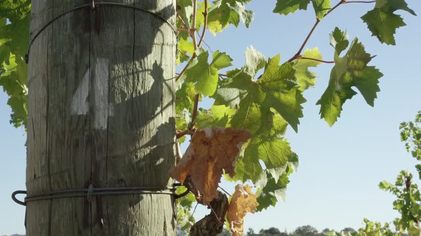 Grape leaves growing on a vine attached to a wooden post with a clear blue sky in the background