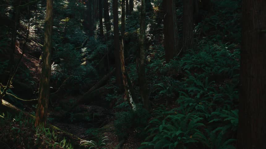 A dense sunlit forest interior with tall trees casting shadows over lush green undergrowth