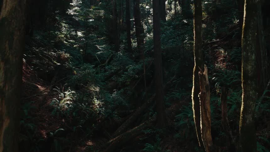 A sunlit clearing amidst a dense forest with tall trees casting shadows over a lush undergrowth of ferns