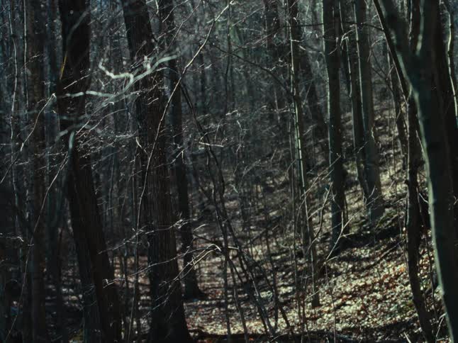 A solitary figure walks through a sundappled leafless forest