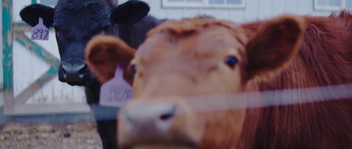 Two cows are standing outside a barn