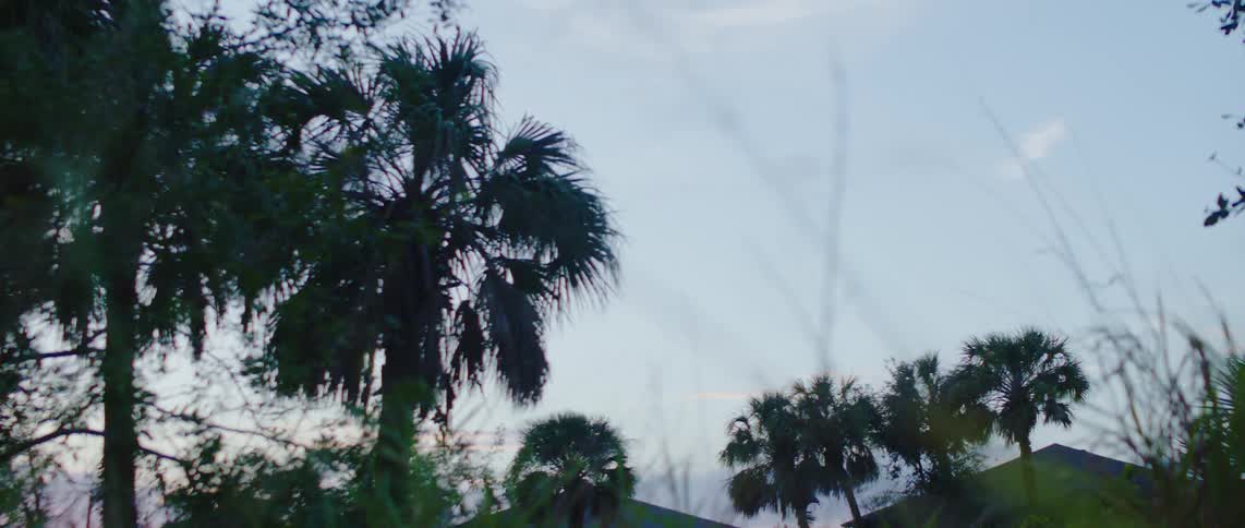 Palm trees swaying on a windy day