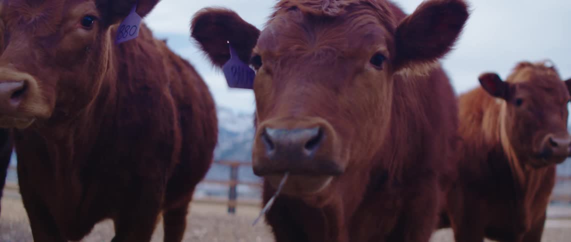 A group of cows have tags on them at a ranch