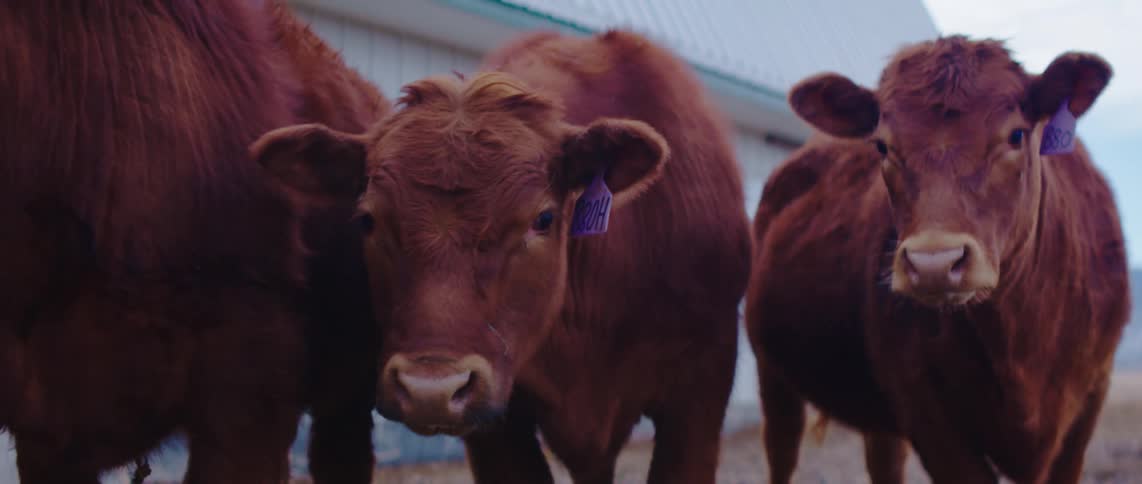 Group of cattle are eating next to a farm building