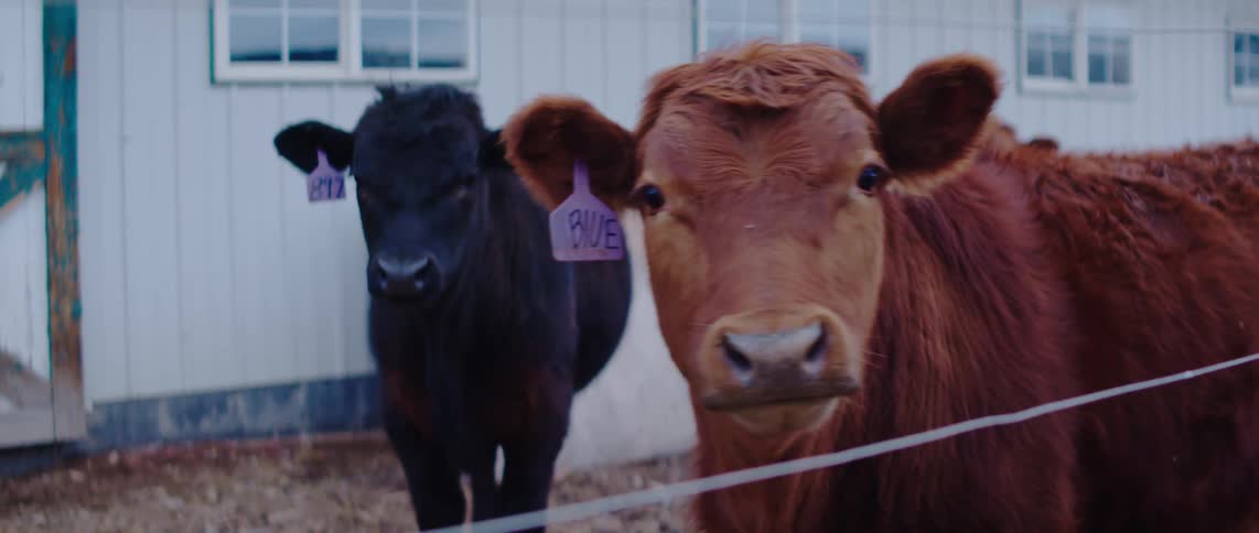 Tagged cattle stand near a rural farm building scenting the air and staring during the day