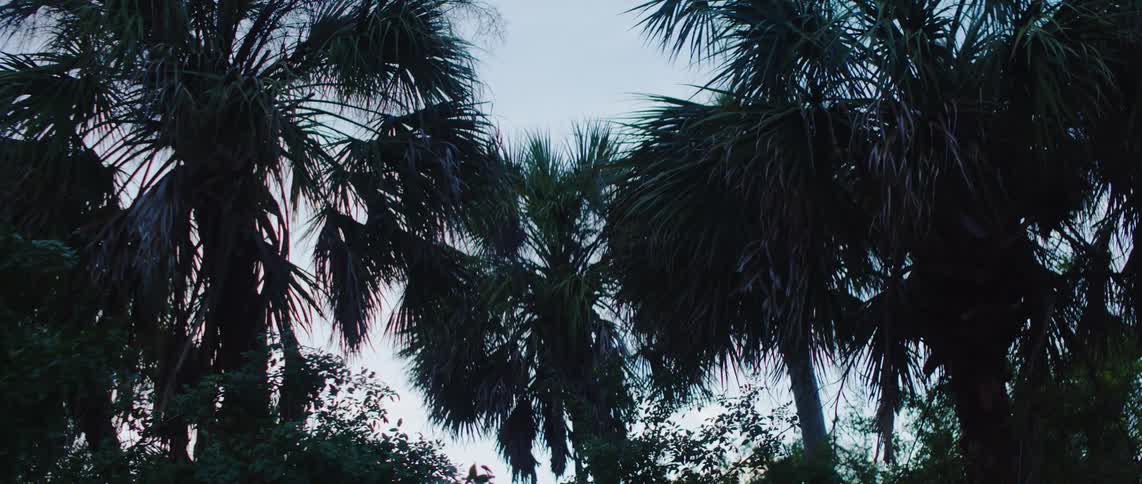 Palm trees swaying with the wind on a windy day