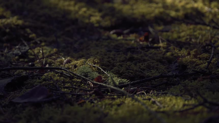 The textured surface of a forest floor with patches of mossy green illuminated by sunlight filtering through the trees