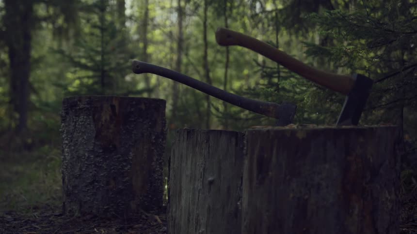 Two axes with wooden handles are lodged in two weathered tree stumps set against a backdrop of a dense sun dappled forest