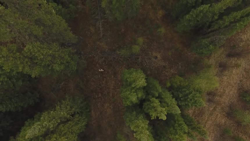 A person is hiking by themselves through a wooded forest
