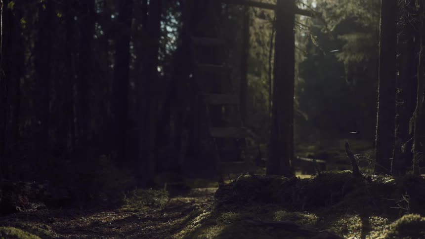 The forest is dark during the day
