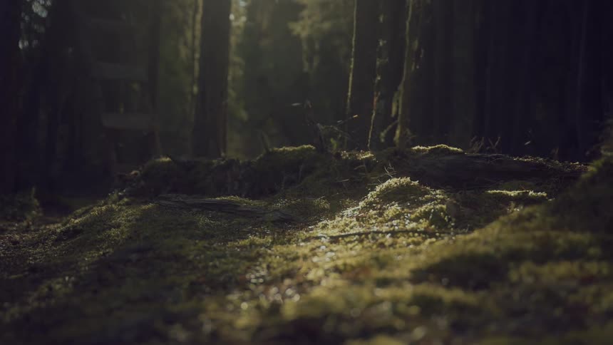 The forest is covered in shade