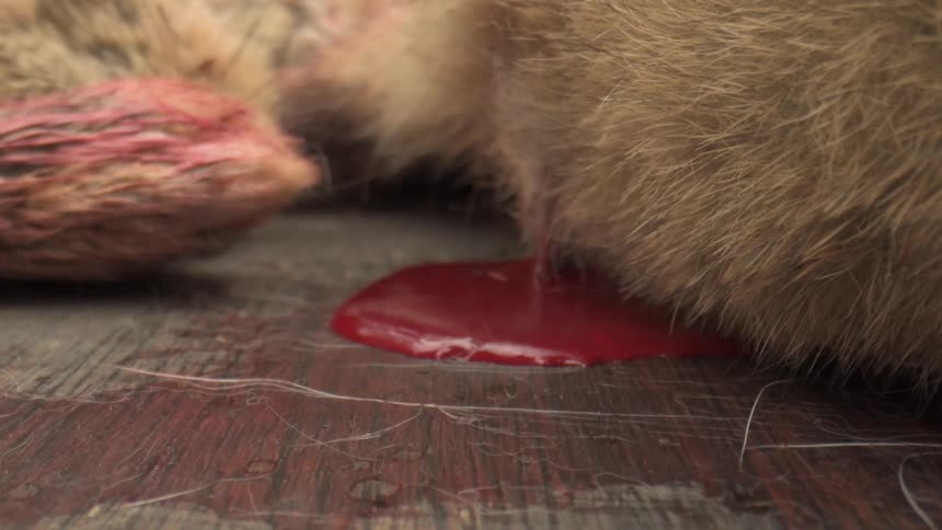A small pool of blood congeals beneath the fur of a slain game animal on a wooden surface