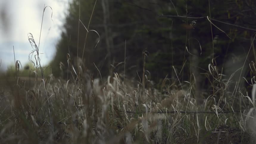 A person walks out of the forest
