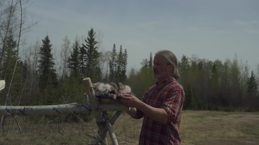 Man places animal furs on a wooden framework standing in a field near the conifer woods