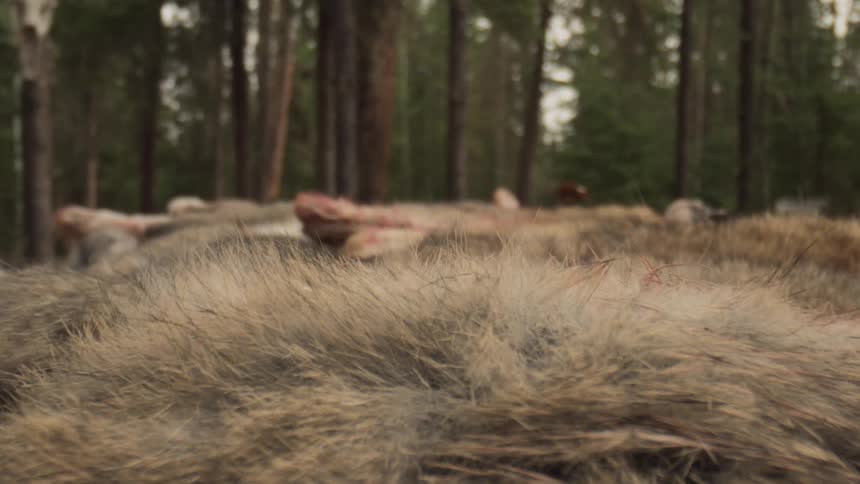 A row of rabbit corpses are near the forest