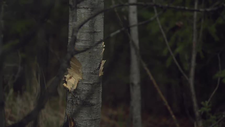 A man is chopping down a tree in the forest