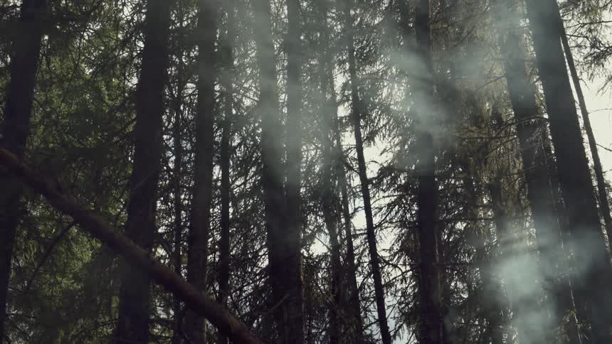 Smoke rises in the forest