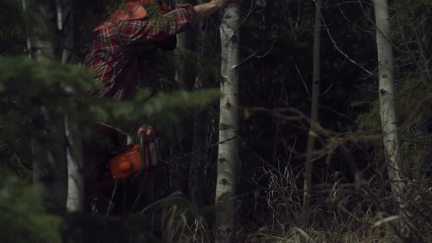 A footage of a mancutting a tree in the woods
