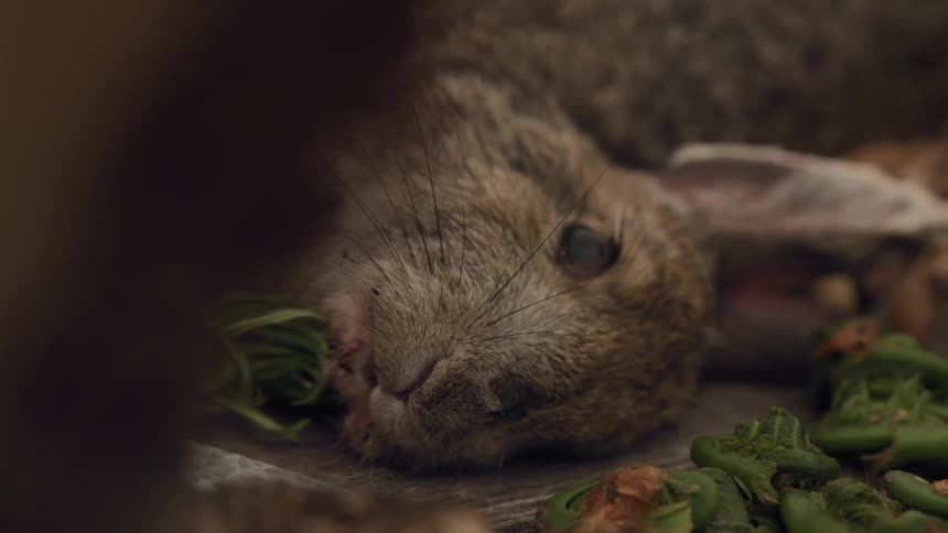 Dead rabbit next to spices