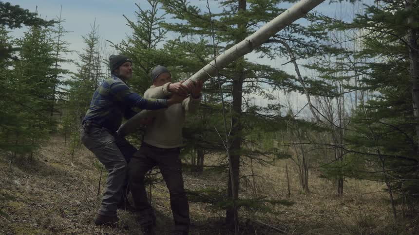 Two men struggle to move a large tree in the woods
