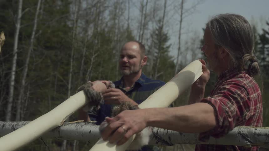 A couple of hunters hang freshly skinned fur on logs to dry under the sun in a forest