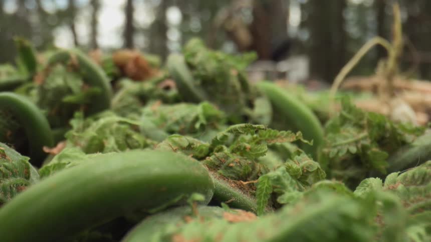 The tightly curled fronds of fiddlehead ferns showcasing their vibrant green color and delicate texture against a blurred background of a woodland environment
