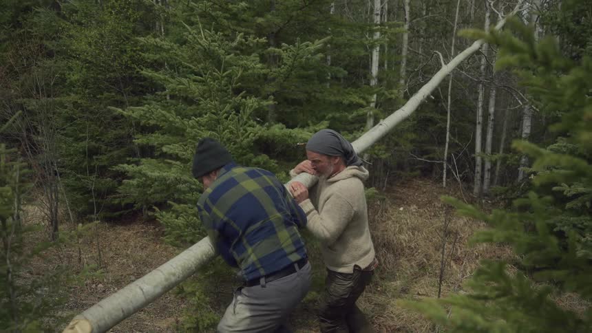 Men carry a cut down tree in the forest