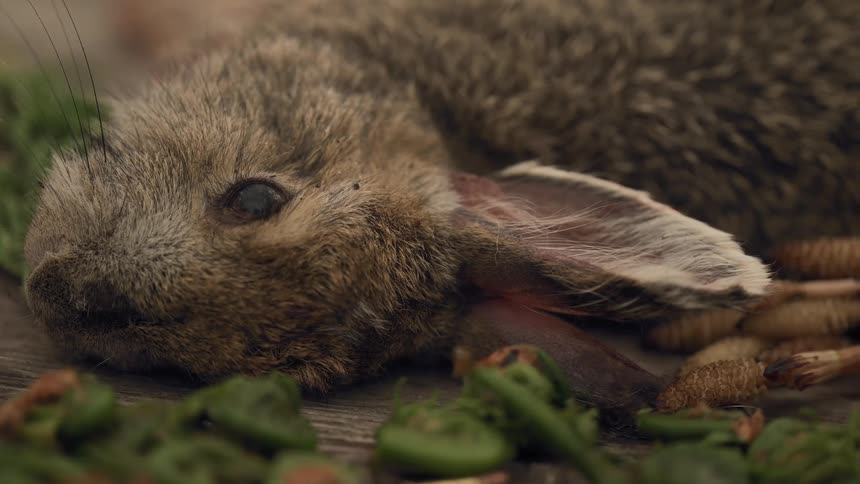 A rabbit lying on a wooden surface next to a knife and some greens