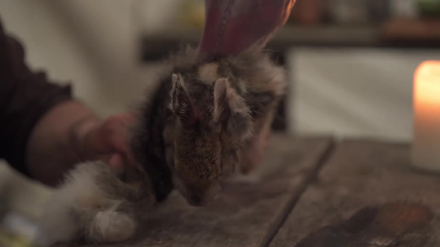 A man is skinning a rabbit by the tent