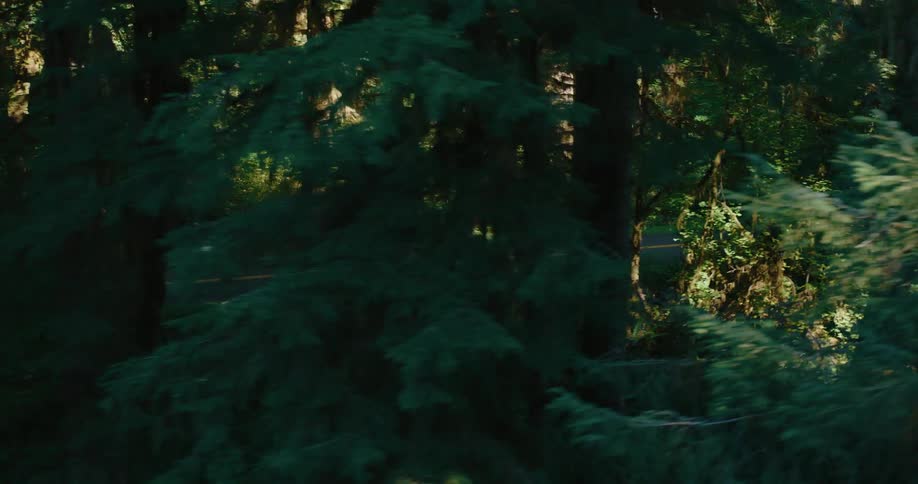 Sunlight filters through the dense canopy of a lush forest illuminating patches of greenery and casting shadows among the tall trees with a glimpse of an asphalt road visible in the distance
