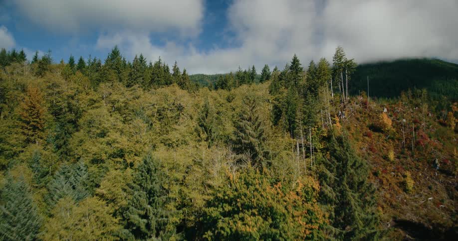 An aerial view of a small house nestled amongst a forest of trees with a mix of green and autumn colors under a sky with scattered clouds