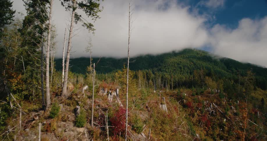 A footage of a mountainous forest area