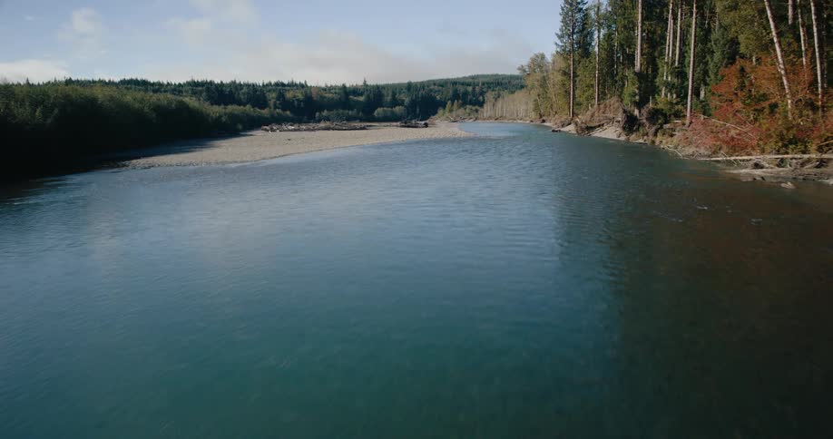 A stream runs alongside the forest