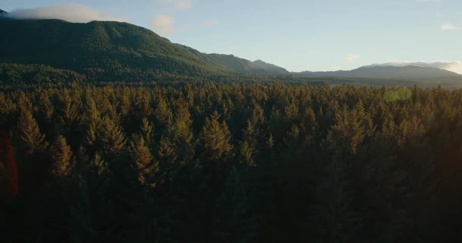An aerial view of a vast forest of evergreen trees bathed in the warm light of sunset with a dark silhouetted mountain range rising in the background