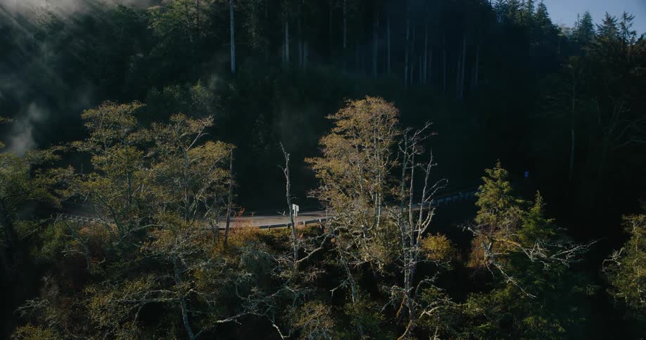An aerial orbit reveals a curved road cutting through a dense misty forest where beams of sunlight break through the treetops