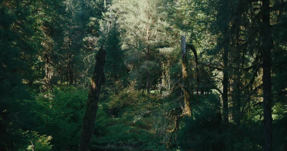 Sunlight filters through the dense canopy of a lush forest illuminating patches of greenery and highlighting the textures of tree trunks and foliage