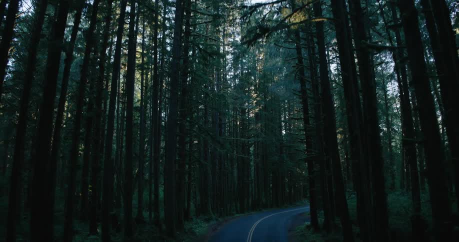 A winding asphalt road cuts through a dense dark forest of tall trees