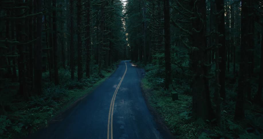 A windy road is empty and surrounded by trees