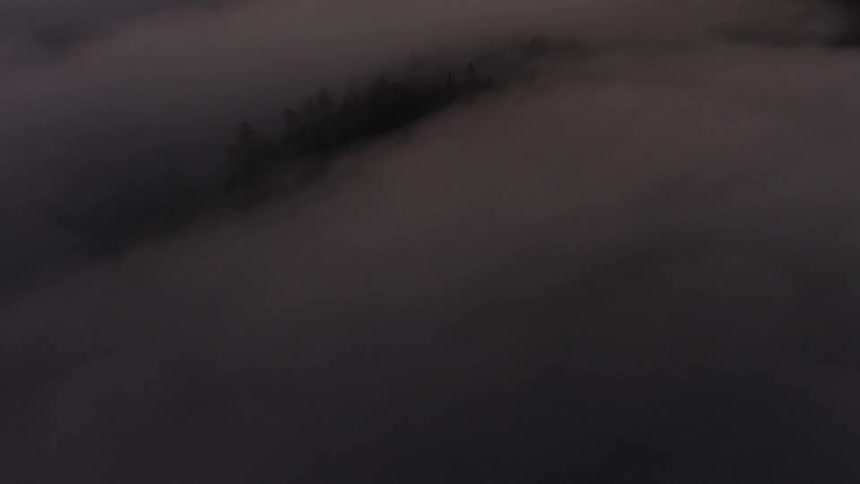Heavy fog covers the forest