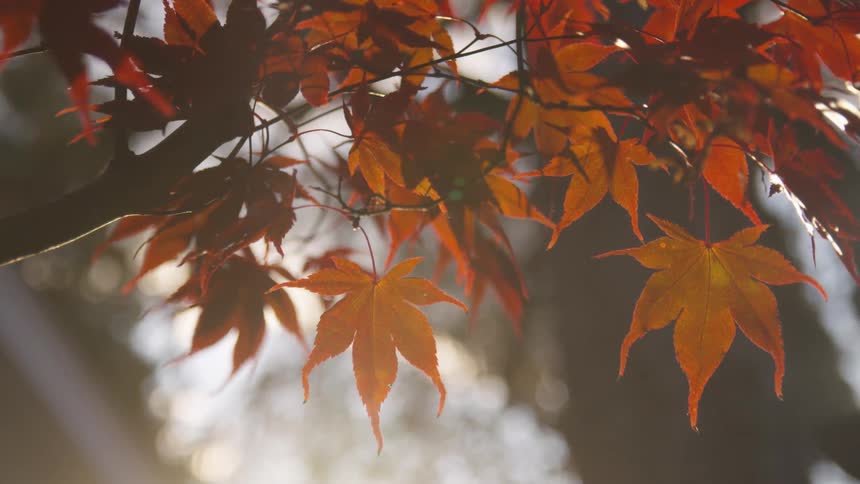 Orange leaves hang from the tree