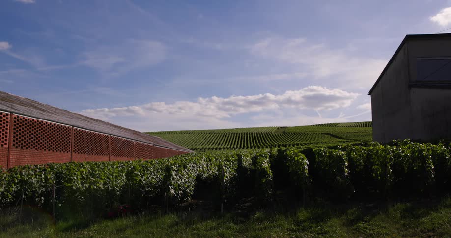 Green crops cover the farm