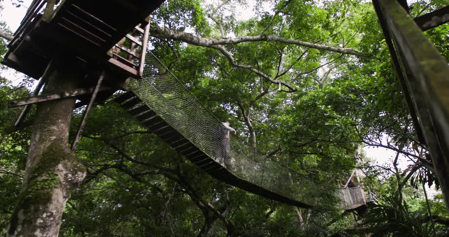 Male hiker moves across a rope bridge attached to a tree during the daytime