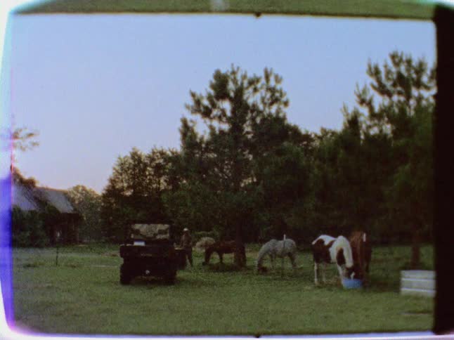 Vintage footage of a person feeding their horses on a clear day