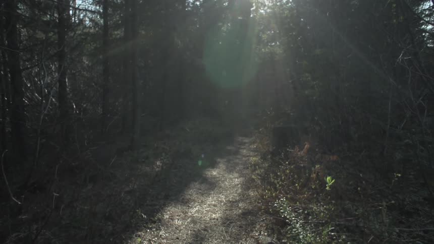 A sunlight forest trail