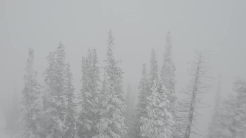 The winter storm created heavy fog in the forest